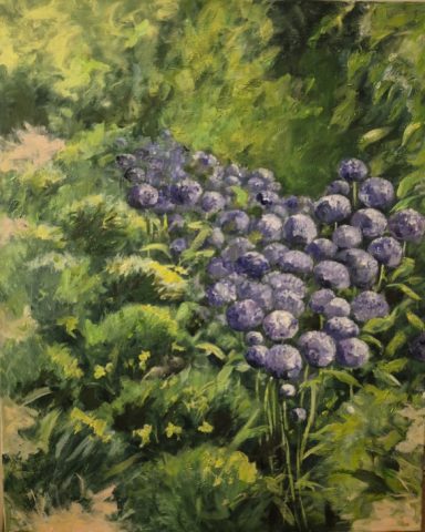 Alliums mauves au jardin